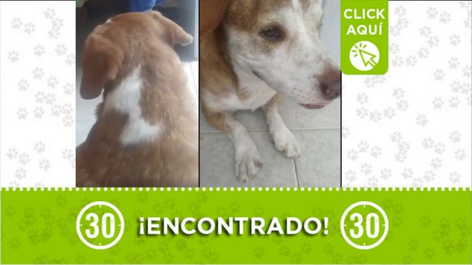 Perrito encontrado Perrito encontrado