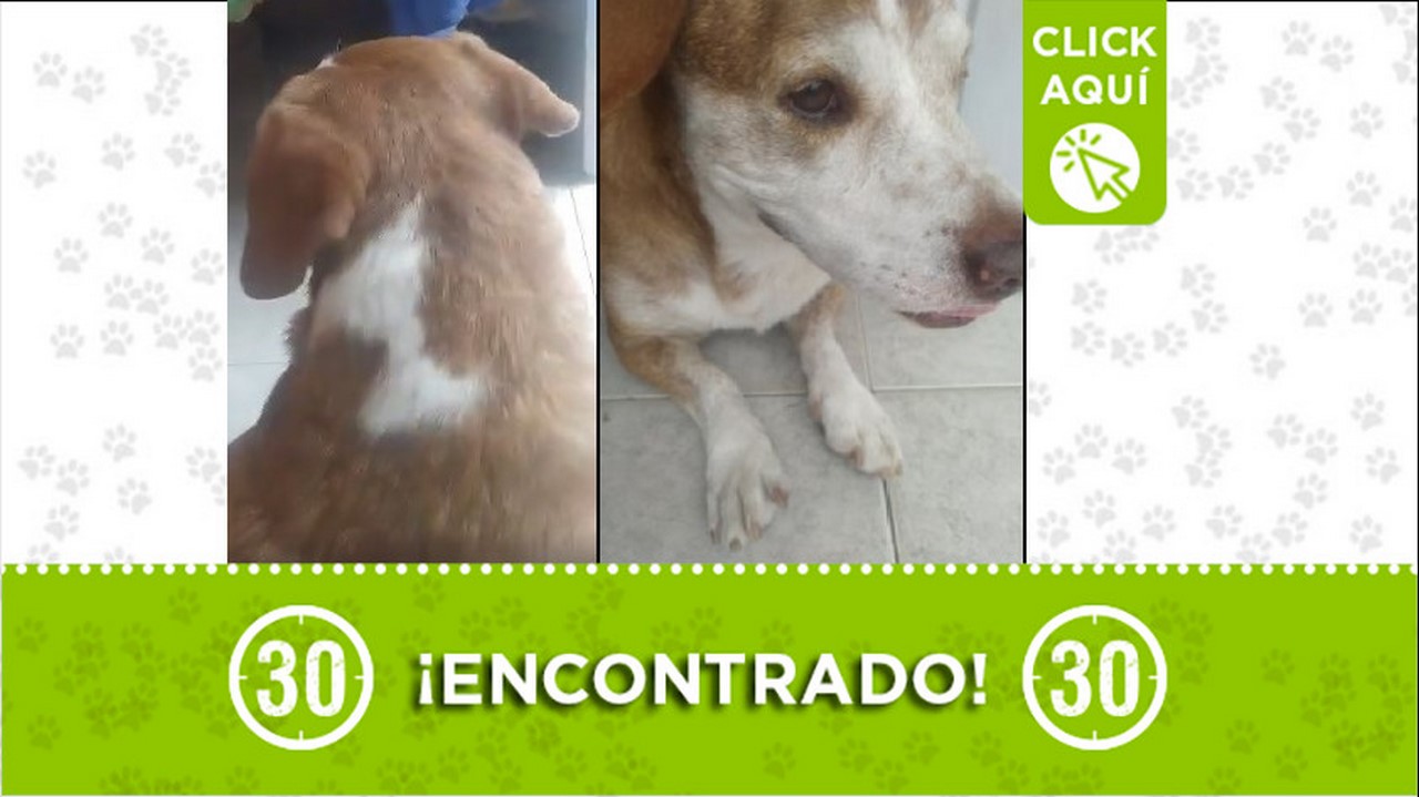 Perrito encontrado
