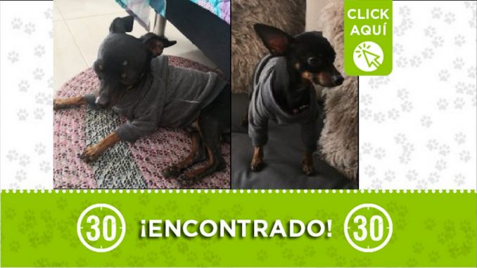 perrito encontrado perrito encontrado
