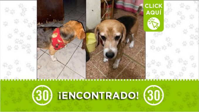 perrito encontrado perrito encontrado