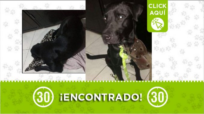 perrito encontrado perrito encontrado