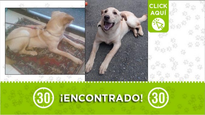perrito encontrado perrito encontrado