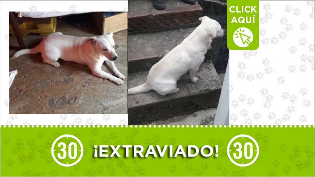 perrito perdido