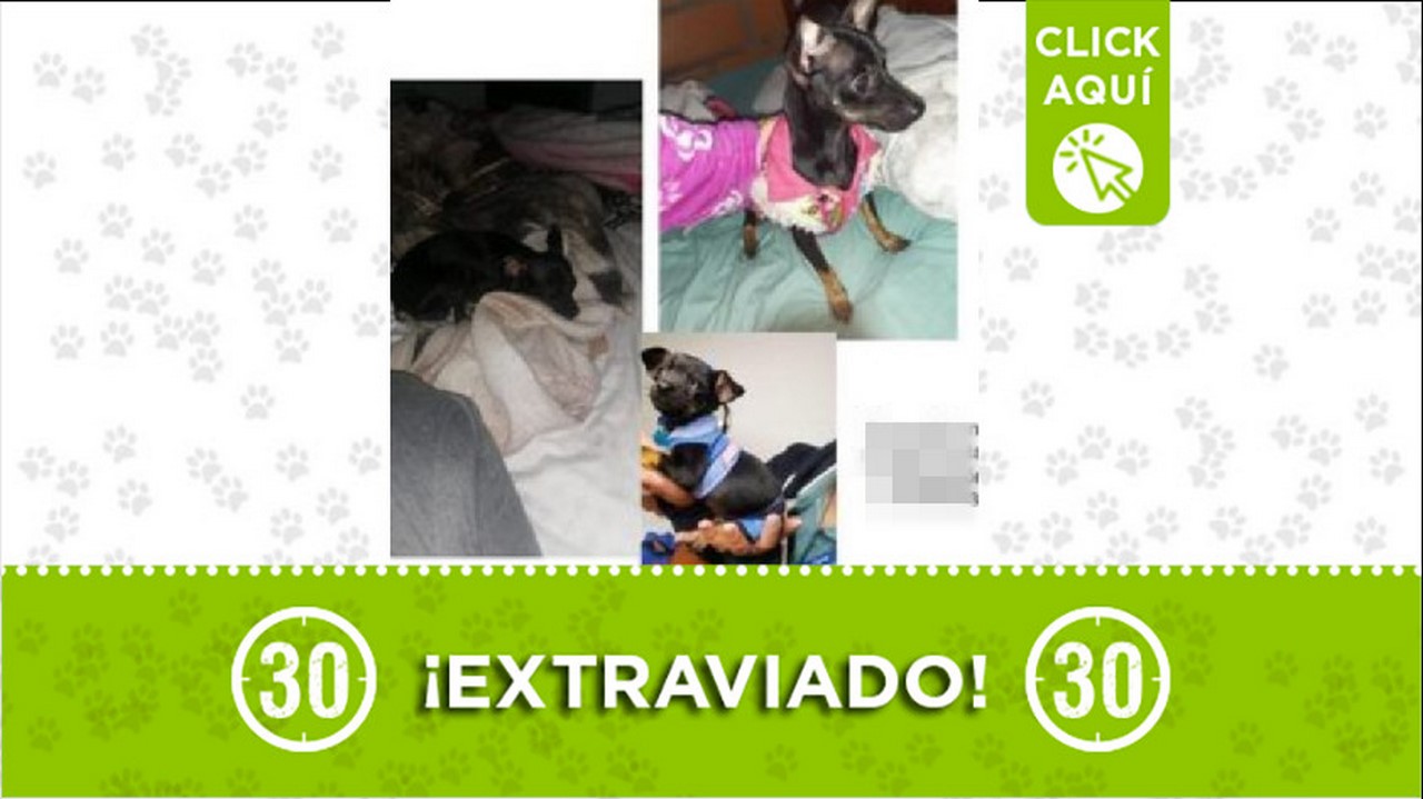 Buscan a 'Tomy', el perrito se perdió en el barrio El Porvenir 1 perrito perdido
