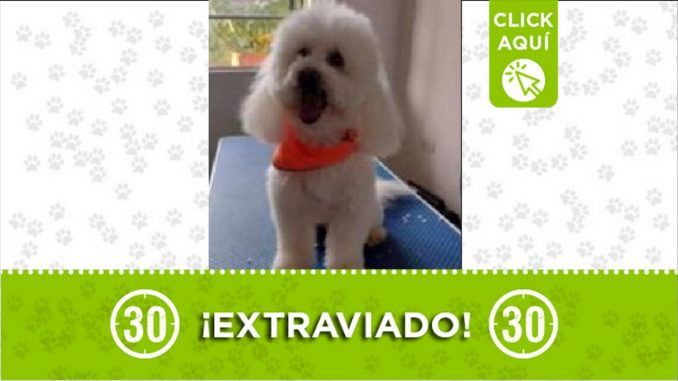 perrito perdido perrito perdido