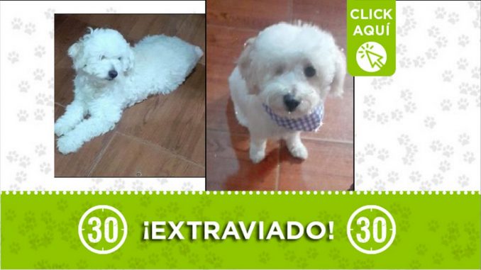 perrito perdido perrito perdido