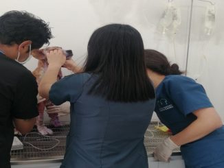 ¡Indignante! Despellejaron vivo a un perro en Boyacá 1 perro