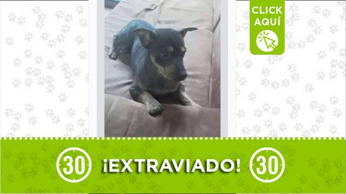 perro perdido quinta linda buenos aires medellin