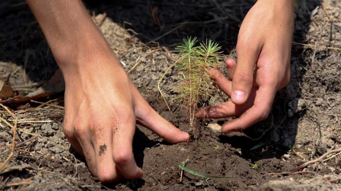 Hasta la fecha, se han sembrado en varias regiones del país 70 millones de árboles. Fotografía de archivo. EFE/Gustavo Amador deforestación