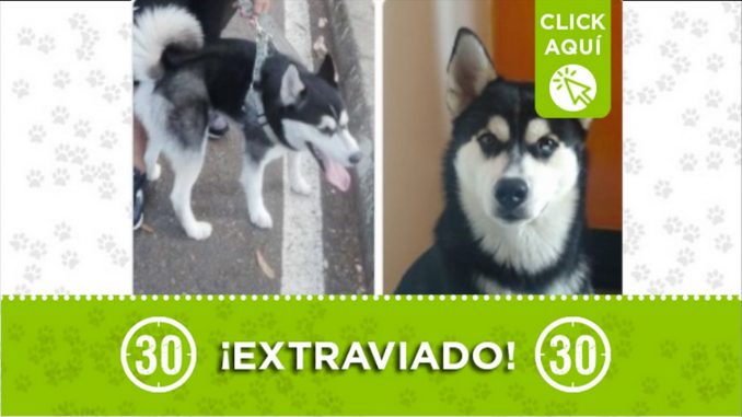 pol perro perdido 2021