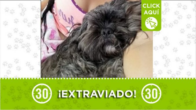 Perrito perdido Perrito perdido