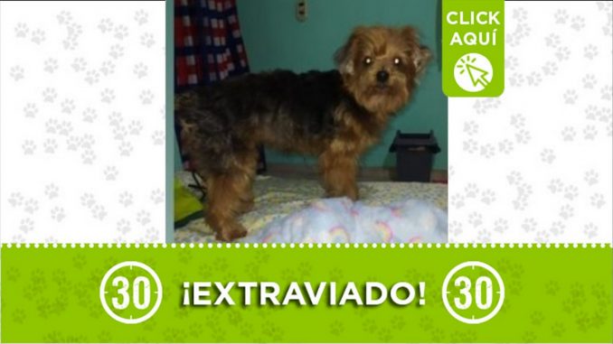 ppero peluche perdido