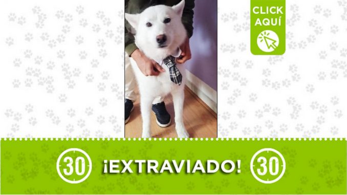Perrito perdido Perrito perdido