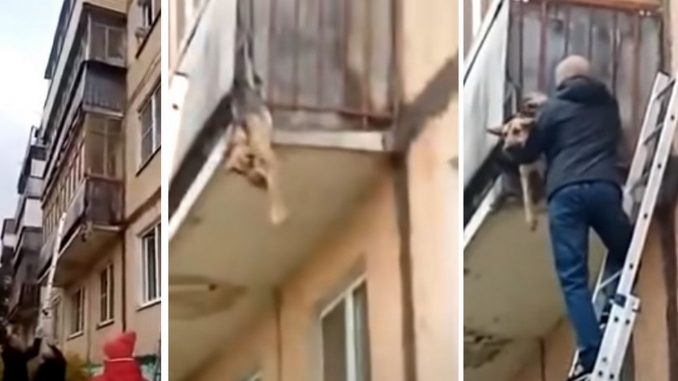 rescataron perrito balcon rusia