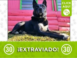 Buscan a 'Rocky', el perrito se perdió en la vereda Piedras Blancas de Guarne 1 Perrito perdido