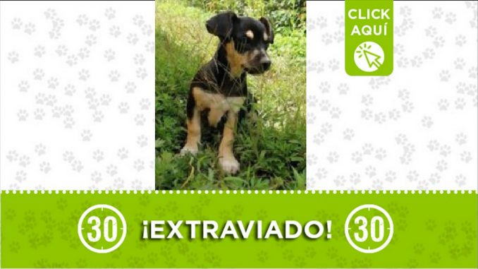 Perrito perdido Perrito perdido