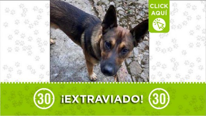 Perrito perdido Perrito perdido