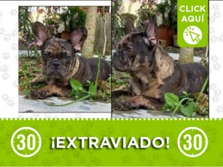 Este perrito llamado 'Roy' se perdió cerca al Hatillo en Barbosa 1 Perrito perdido