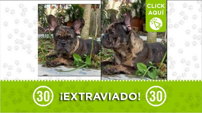 Perrito perdido Perrito perdido