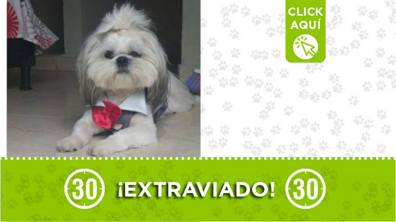 "Sam" se perdió en Manrique Oriental ¿Lo ha visto?