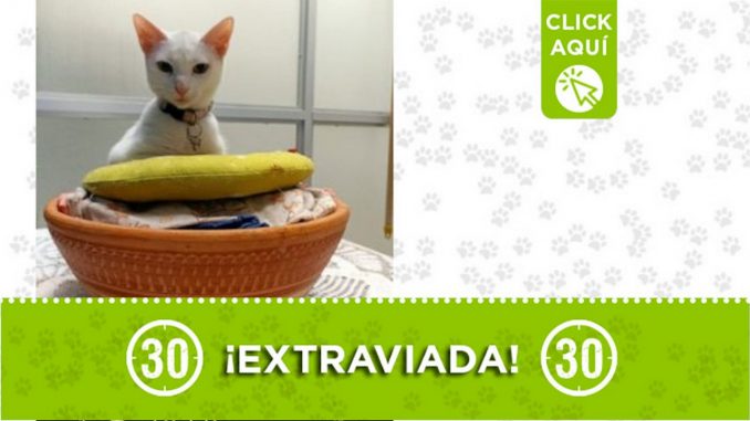 ¿La ha visto? "Saya" se extravió en Bello ¿La ha visto? "Saya" se extravió en Bello