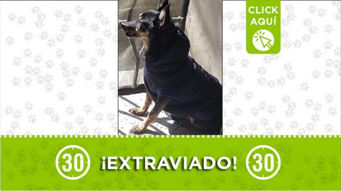simónperdido Perrito perdido