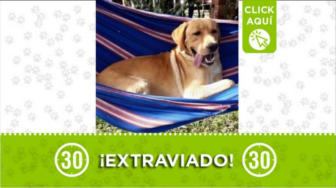 Perrito perdido Perrito perdido
