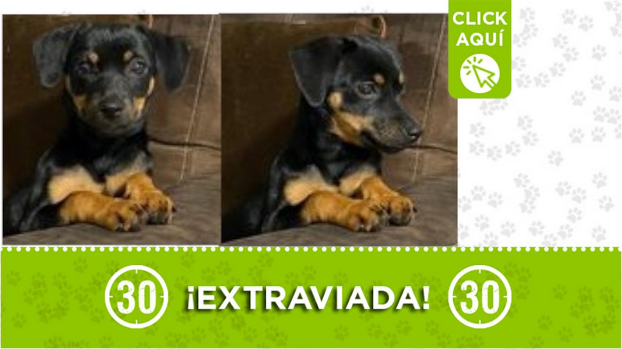 "sky" se extravió en Bello ¿La ha visto?