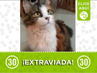 Buscan a esta gatica llamada 'Sugar', se perdió en Sabaneta 1 Gatica perdida
