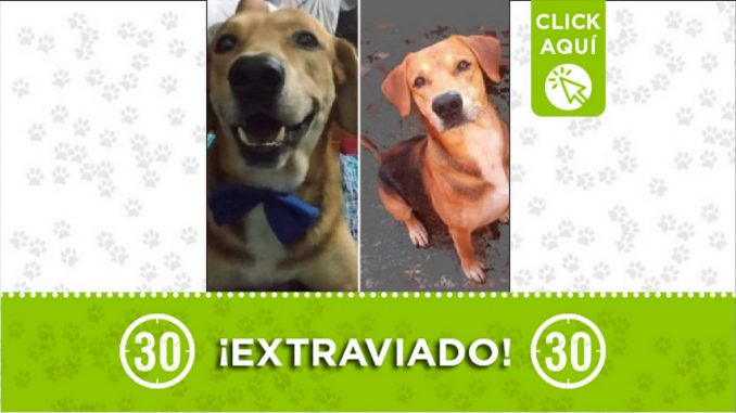 Perrito perdido Perrito perdido