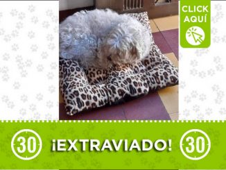 "Toby" se perdió en el sector de San Diego 1 toby perdido san diego