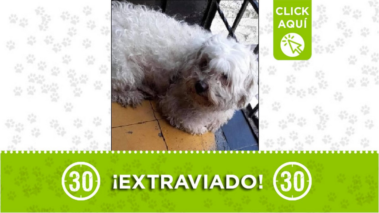 Perrito perdido