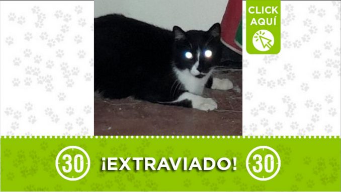 Gatico perdido Gatico perdido