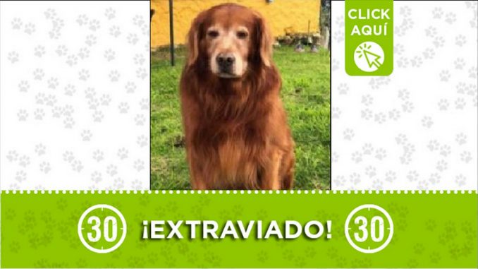 Perrito perdido Perrito perdido