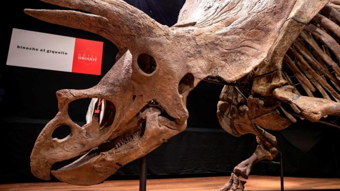 triceratops home