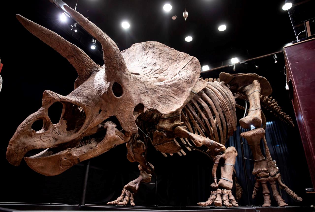 FOTOS. ¡Por una millonada de euros! Subastado esqueleto de gran triceratops 1 triceratops1