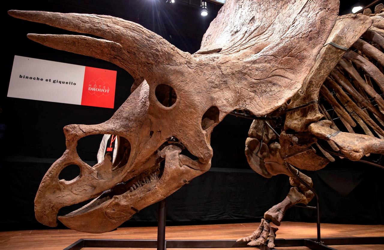 FOTOS. ¡Por una millonada de euros! Subastado esqueleto de gran triceratops 2 triceratops2