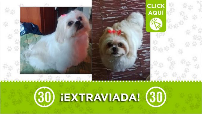Perrita perdida Perrita perdida