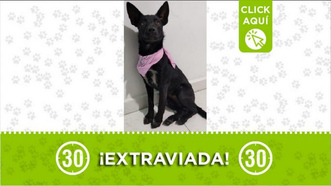 Perrita perdida Perrita perdida