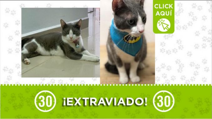 Gatico perdido Gatico perdido