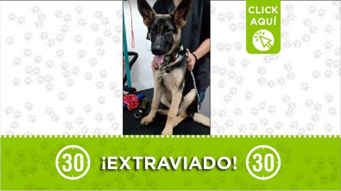 Perrito perdido Perrito perdido