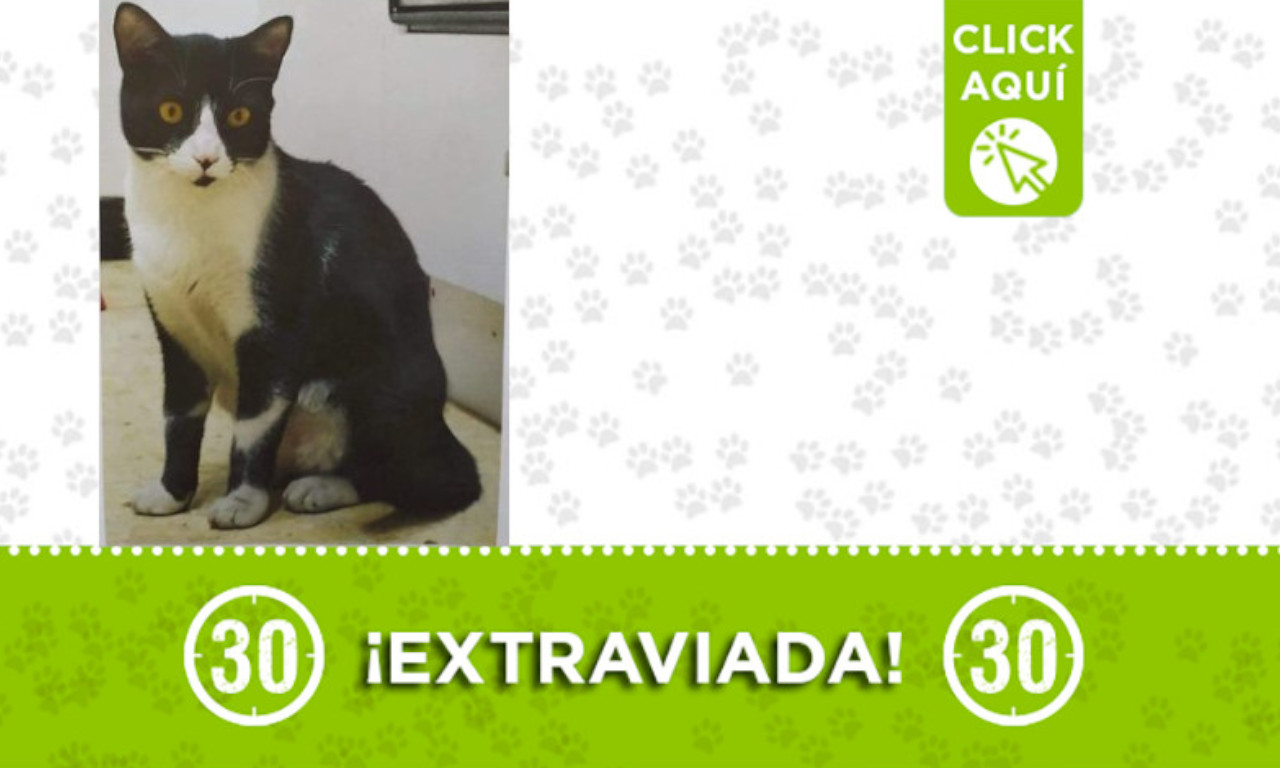 "Afrika" se extravió en el barrio Carlos E. Restrepo