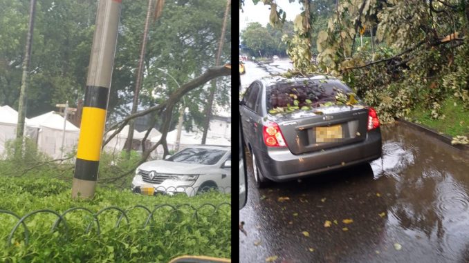 En medio del aguacero un árbol cayó encima de un carro por el Puente de la 4 Sur En medio del aguacero un árbol cayó encima de un carro por el Puente de la 4 Sur