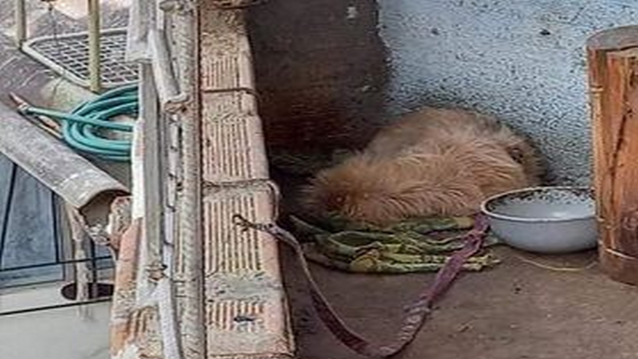 ¡Qué pesar! Denuncian que un perrito está amarrado sin agua ni comida en Belén Altavista 2 Belén Altavista