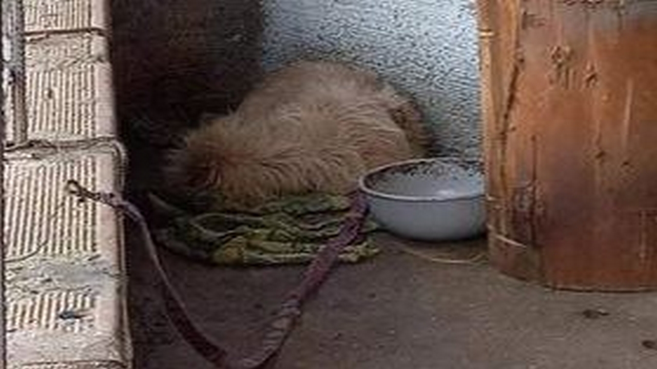 ¡Qué pesar! Denuncian que un perrito está amarrado sin agua ni comida en Belén Altavista 3 Belén Altavista
