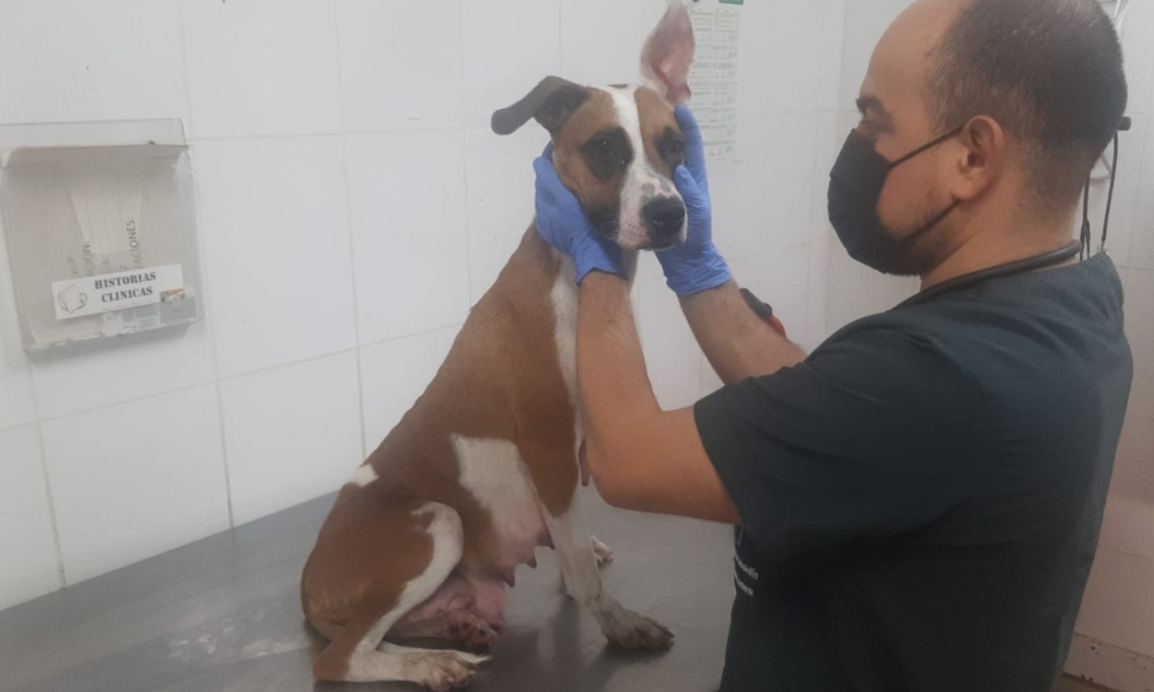 393 animalitos han sido rescatados por los Bomberos Medellín este año