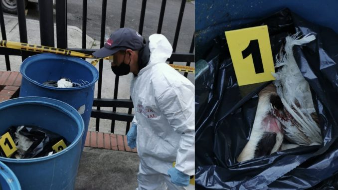 Un tipo es acusado de matar a cinco animalitos para hacer brujería Un tipo es acusado de matar a cinco animalitos para hacer brujería