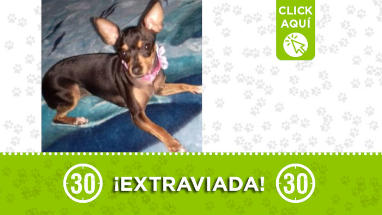 Buscan a 'Celeste' se perdió entre Barrio Nuevo y Las Cabañas en Bello