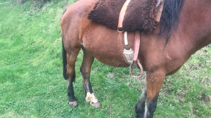 ¡Doloroso! Niña de tres años murió al recibir una patada de un caballo ¡Doloroso! Niña de tres años murió al recibir una patada de un caballo