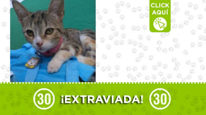 "Cloe" se extravió en Manrique "Cloe" se extravió en Manrique